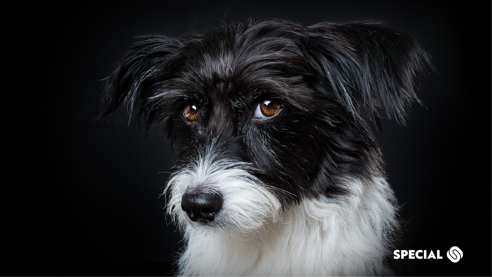 Fachsymposium «Tiere im Schulalltag» Chancen für Kinder & Lehrkräfte